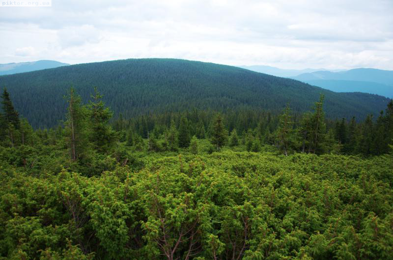 Зі схилів Говерли