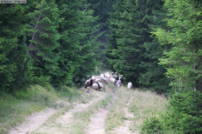 Вівці на дорозі