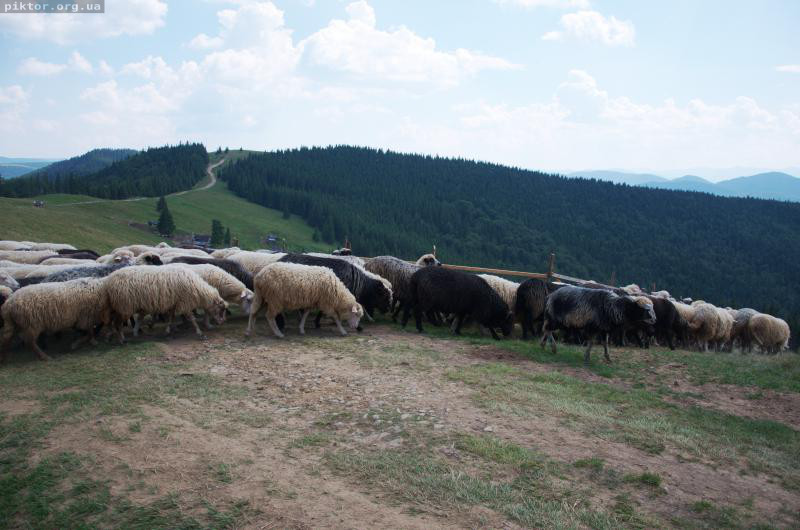 Отара овець