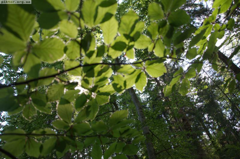 Сонце пробивається крізь листя