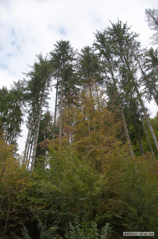 Високі дерева