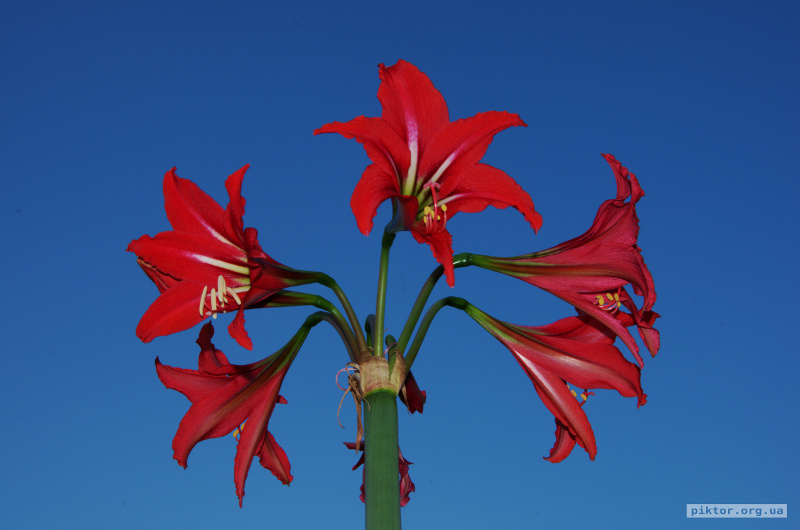 Red flowers