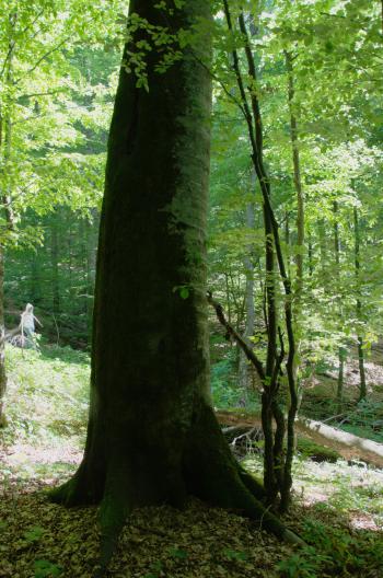 tree
