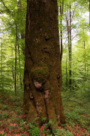 tree