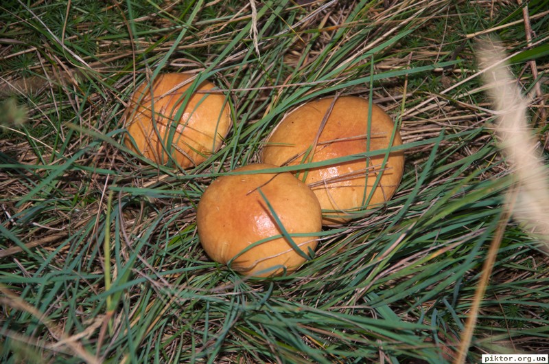 Грибочки