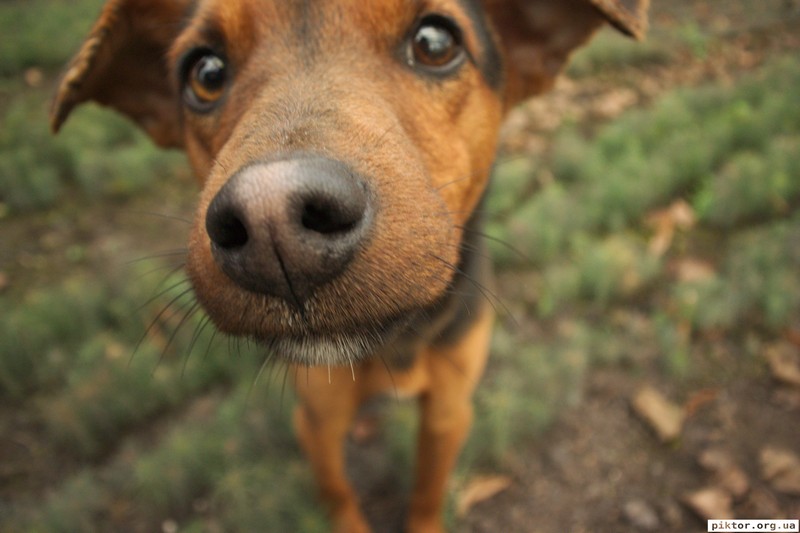 Nikon 1 V3