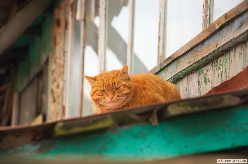 Рудий кіт