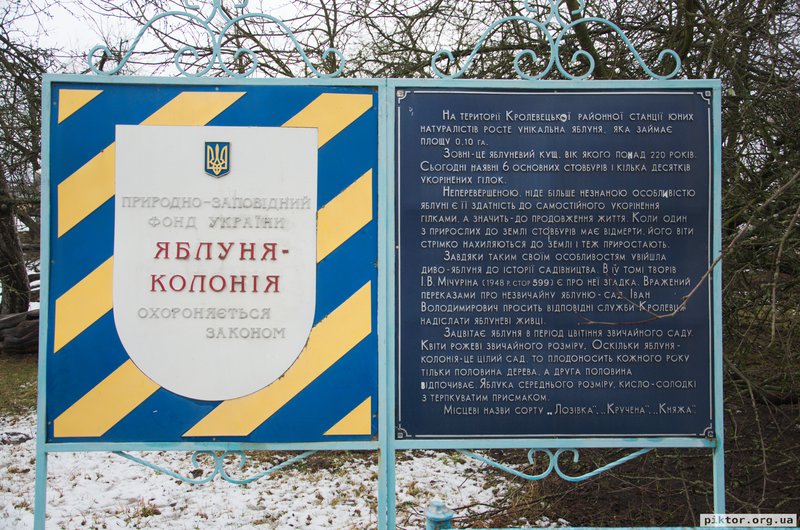 Яблуня колонія
