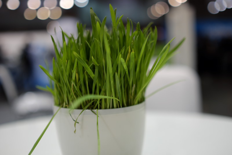Acer Grass