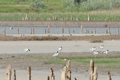 Фото з птахами