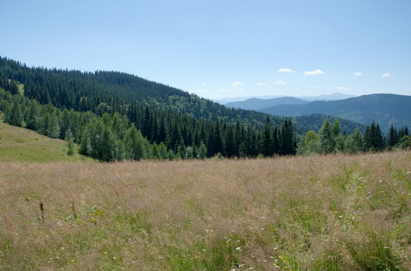 Круглоявірник