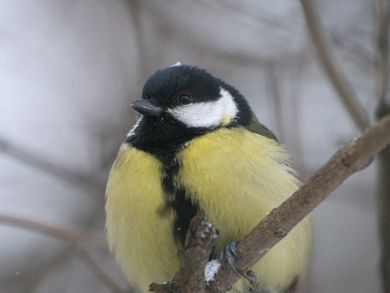 tele 400mm