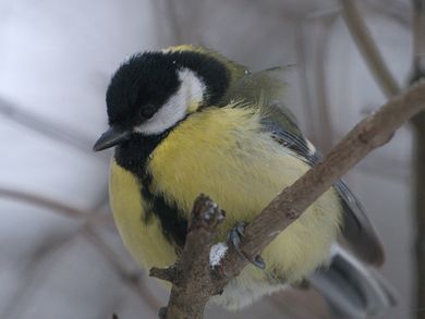 tele 400mm