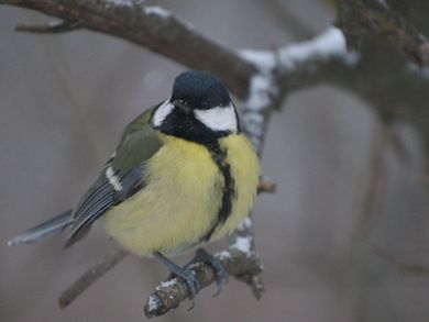 tele 400mm