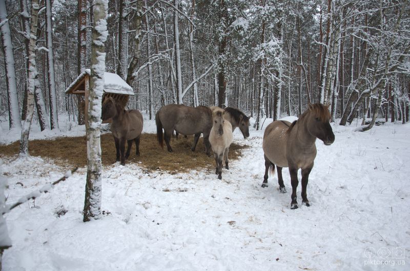 Табун тарпанів