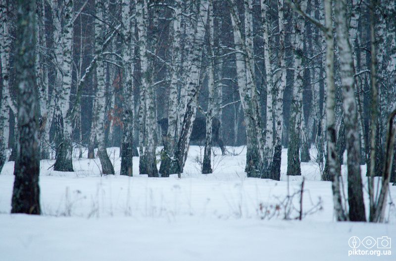 Зубри в лісі
