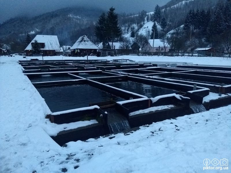 Форелеві ставки