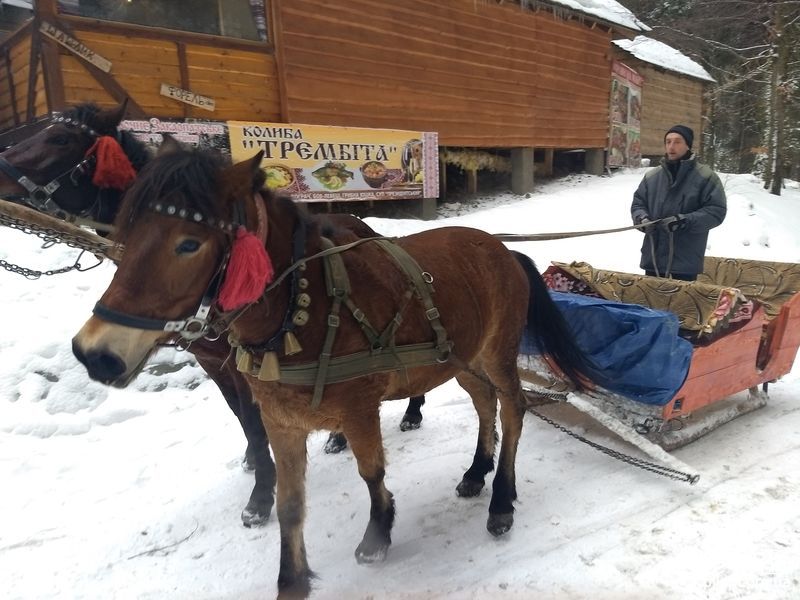 Коні
