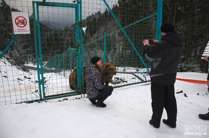 Фото з ведмедями