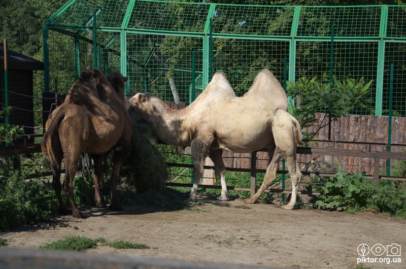 Верблюди