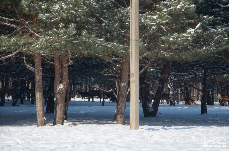 Інші олені