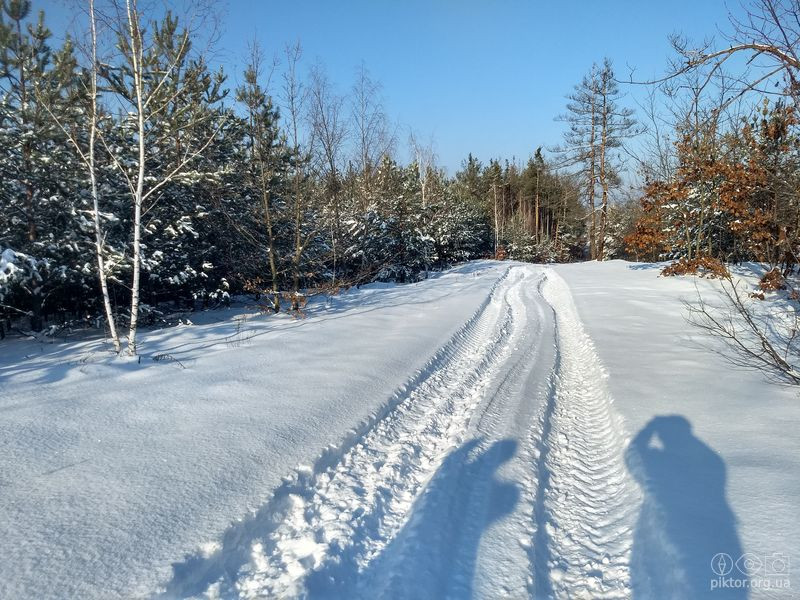 Лісова дорога