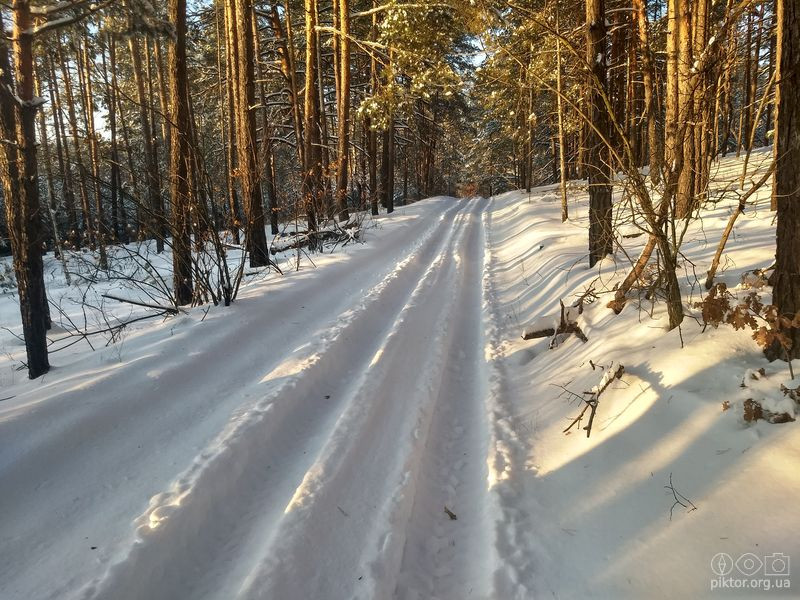 Лісова дорога