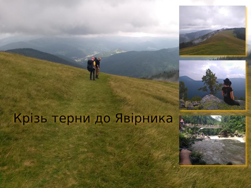 Явірник Ґорґан