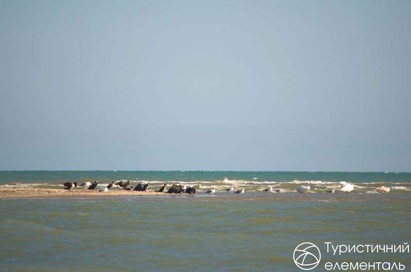 Морські птахи