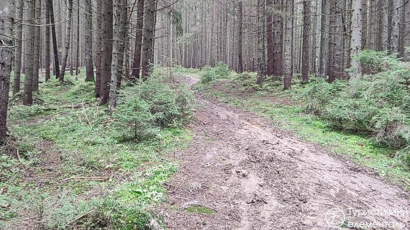 Багнюка на підйомі