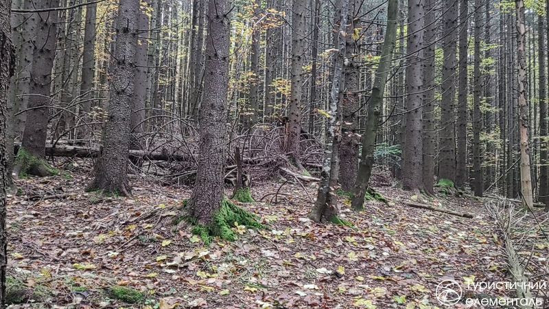 Повалені дерева