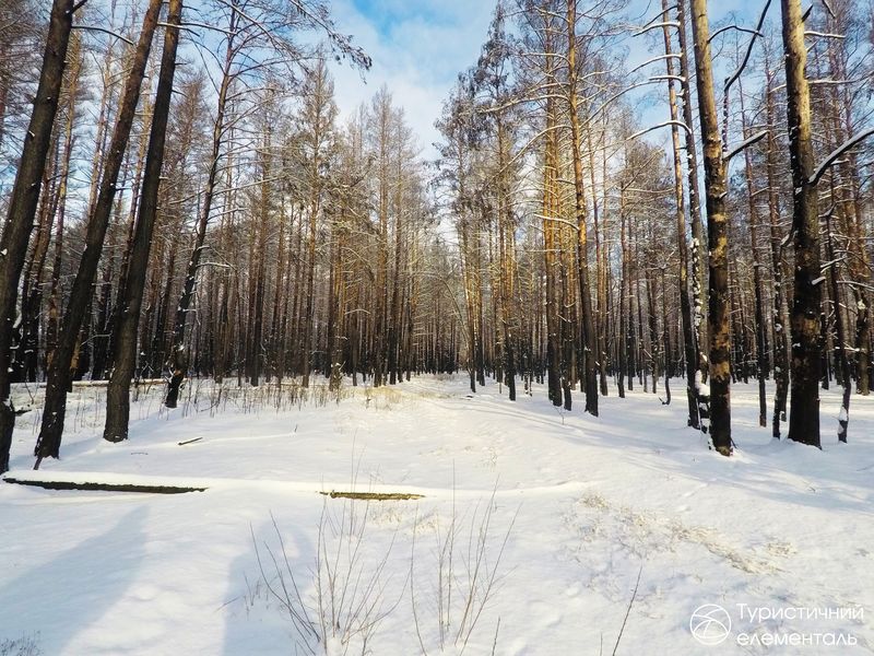 Ліс