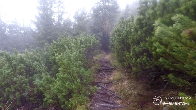 Спуск по коріннях
